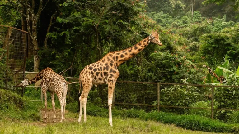 Taman Safari Indonesia Dikenai Sanksi, Akan Tanam Ribuan Pohon