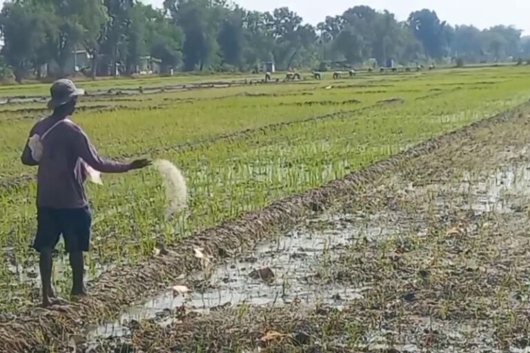 “Ngawi Mendapat 12.368 Ton Pupuk Bersubsidi Tambahan”