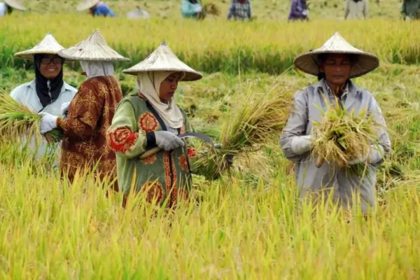Peran Bulir Padi dalam Memperkuat Ekonomi Desa yang Berkelanjutan | Ekonomi