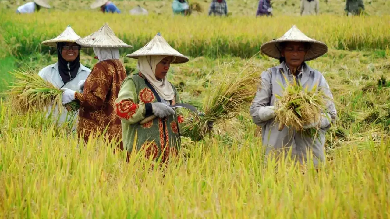 Peran Bulir Padi dalam Memperkuat Ekonomi Desa yang Berkelanjutan | Ekonomi