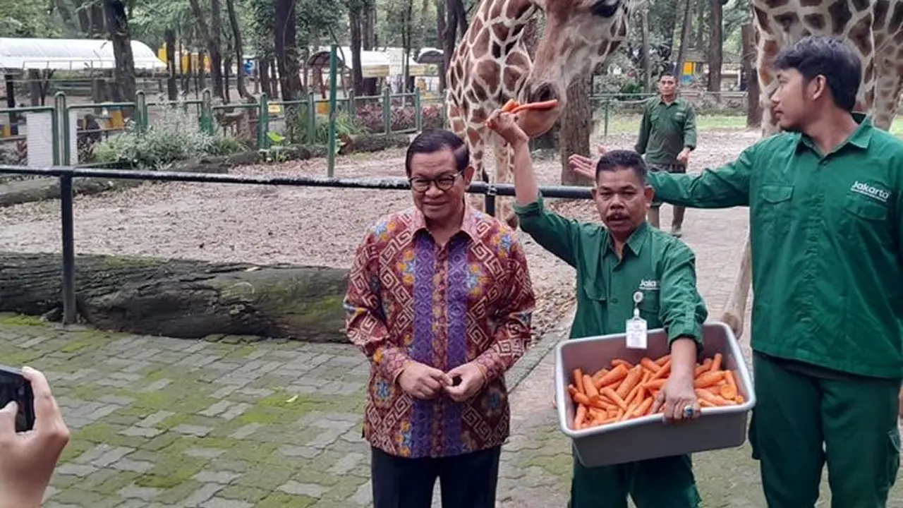 Kebun Binatang Ragunan Akan Buka Hingga Malam Hari | Hiburan