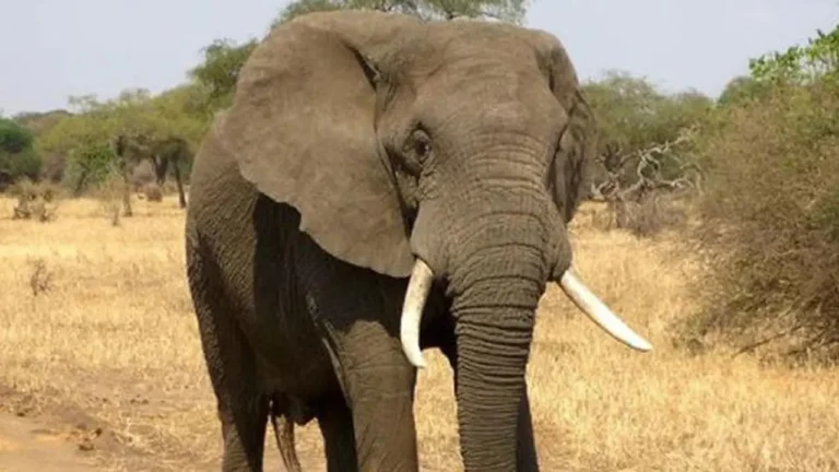Lahan Konservasi Gajah Aceh: Amanat King Charles Menyusul Menhut | Nasional