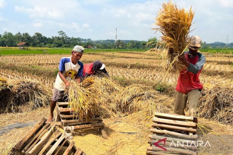 Kebijakan Pertanian Era Prabowo Dinilai Makin Stabil