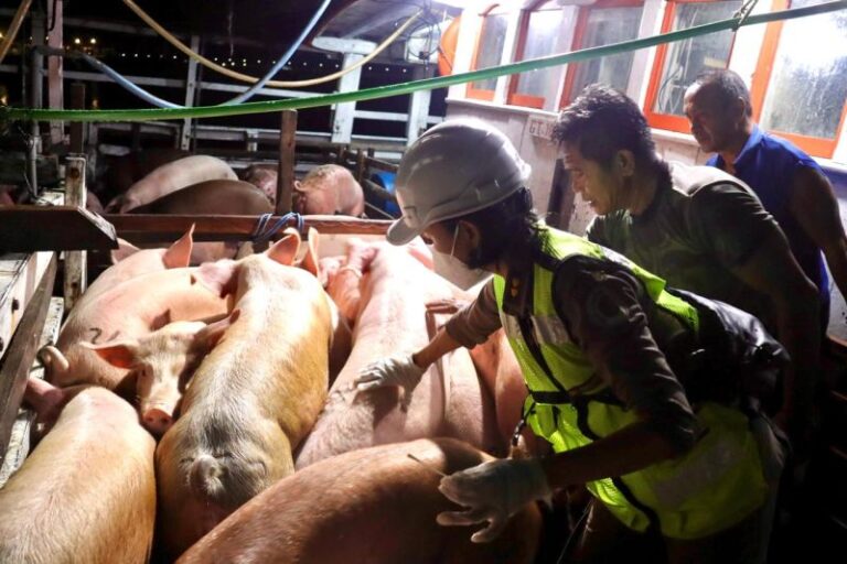 Larangan Daging Babi Spanyol untuk Cegah Wabah ASF di RI