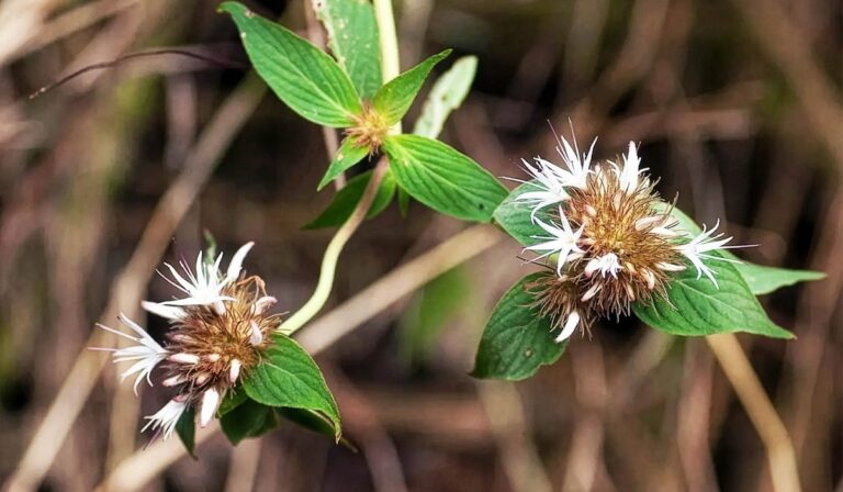 Tanaman Virectaria Stellata, Unik dari Afrika dengan Gen Antarspecies