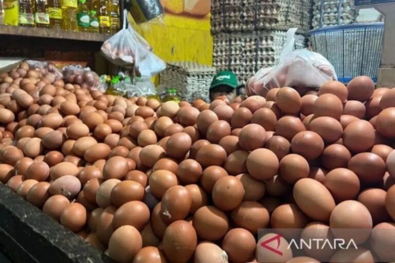 Harga Telur Melonjak di 210 Daerah, Capai Rp57 Ribu di Papua