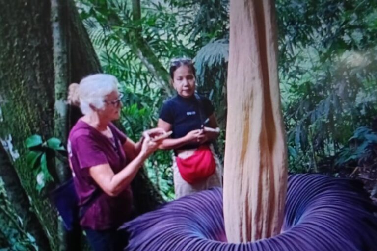 Bunga Bangkai Mekar di Agam Menarik Perhatian Wisatawan