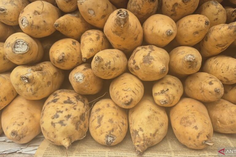 Sumedang Kembangkan Produksi Ubi Cilembu Lewat Kultur Jaringan