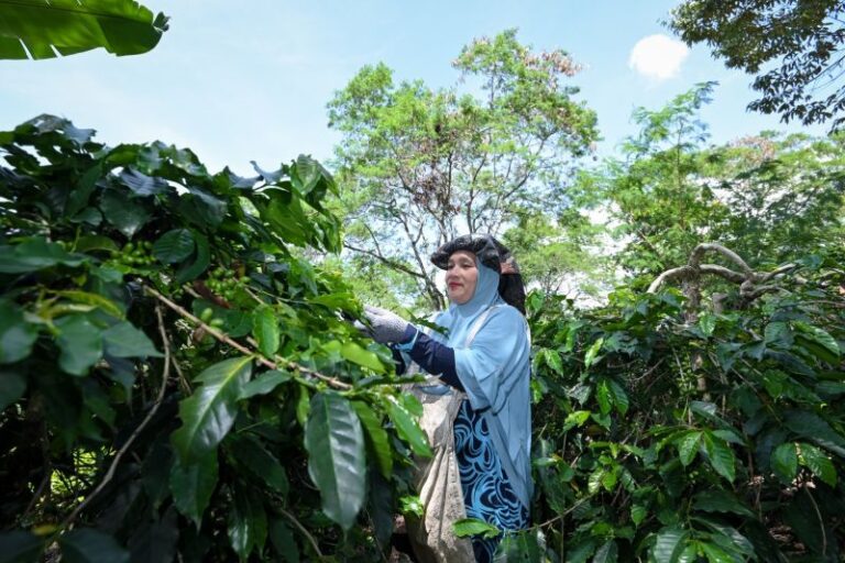 Rainforest Alliance Dukung Peralihan ke Pertanian Regeneratif