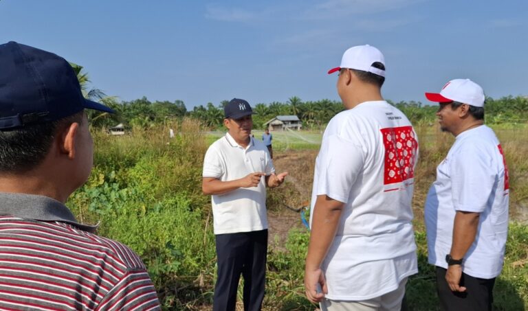Kemarau dan Kebocoran Embung, Sawah di Bangka Gagal Panen
